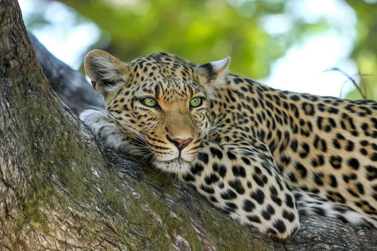 Botswana Leopard