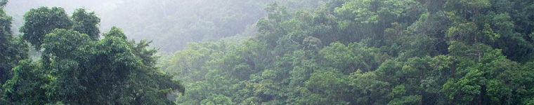 Rainforest Indonesia